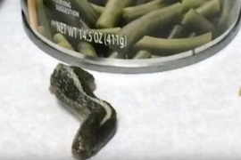 U konzervi sa mahunama pronašla glavu zmije (VIDEO)
