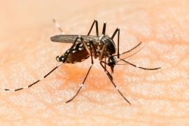Prvi slučajevi zika virusa u Češkoj