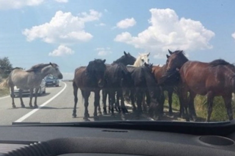 Vozači oprez: Divlji konji na magistralnom putu Livno - Šuica