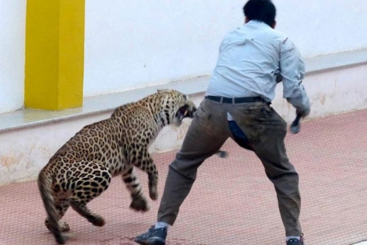 Indija: Leopard upao u školu, šestoro povrijeđeno (VIDEO)