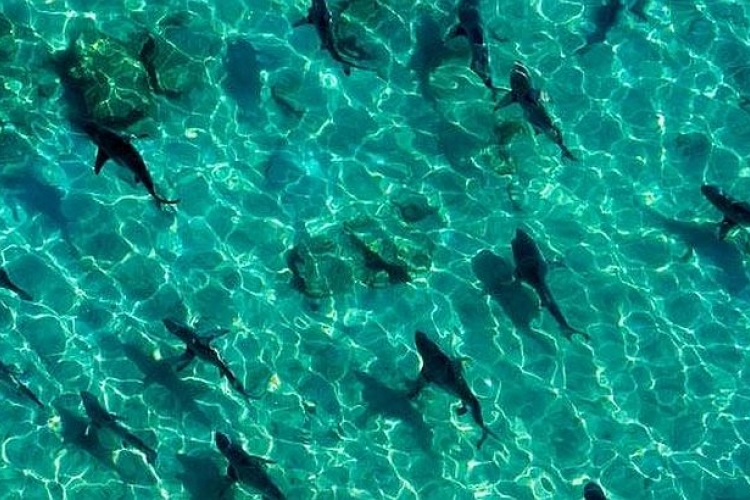 Više od 10.000 ajkula u vodama Floride (VIDEO)