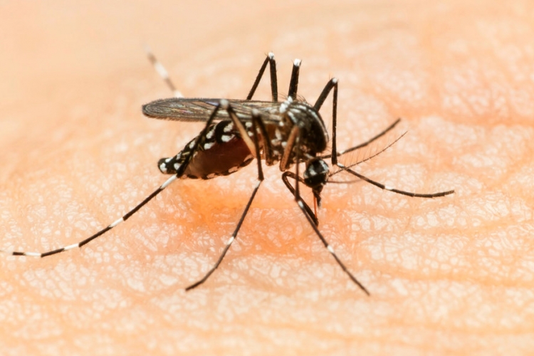 Prvi slučajevi zika virusa u Češkoj