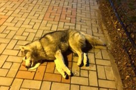 Centar Paraćina pun leševa pasa