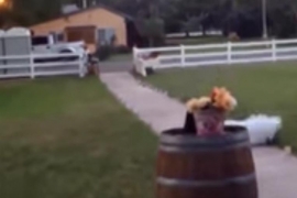 Pogledajte šta se desi kad vjenčanje krene po zlu VIDEO