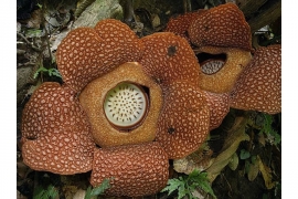 Rafflesia arnoldii: Najveći cvijet na svijetu (FOTO)
