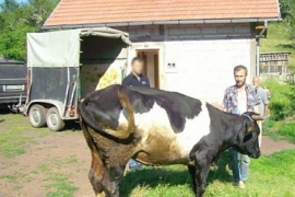 Višegrad: Bilal Repuh ubio oca oklagijom