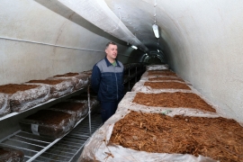 Prijedor: Šampinjoni se šire tunelima rudnika Ljubija (FOTO)