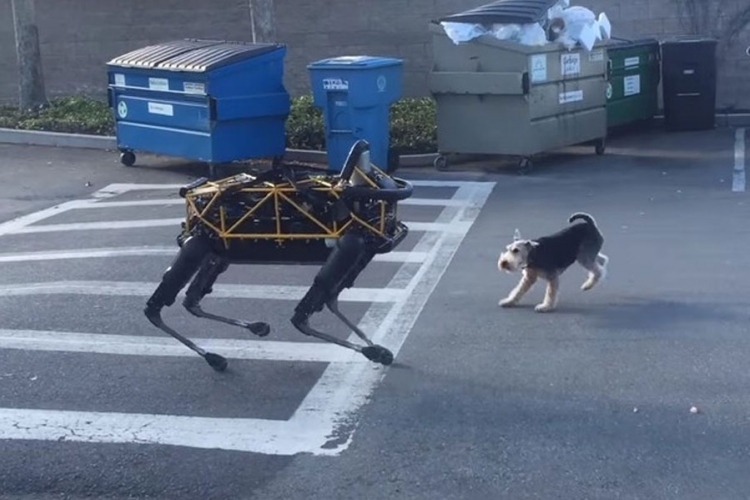 Robot Spot kao kućni ljubimac: U igri sa terijerom (VIDEO)