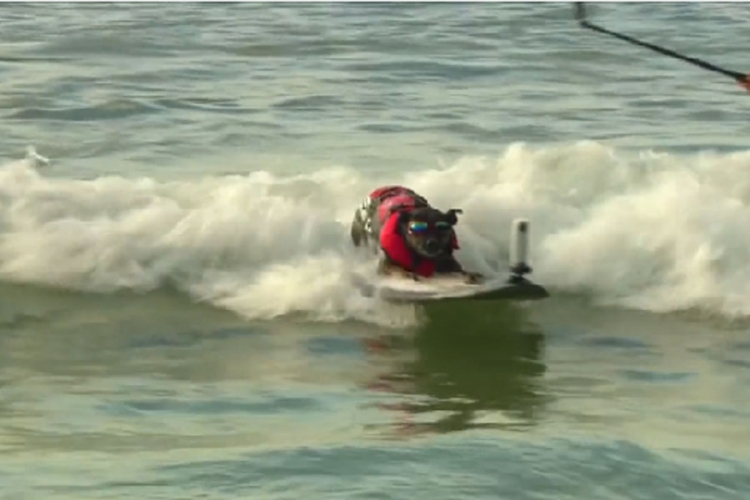 Jedinstveni festival: Psi surferi (VIDEO)