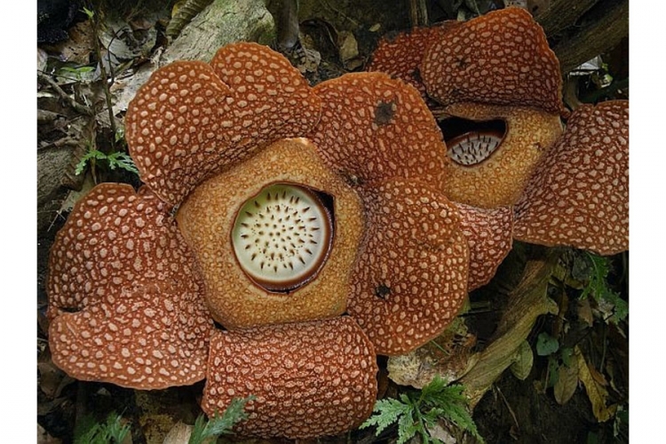 Rafflesia arnoldii: Najveći cvijet na svijetu (FOTO)