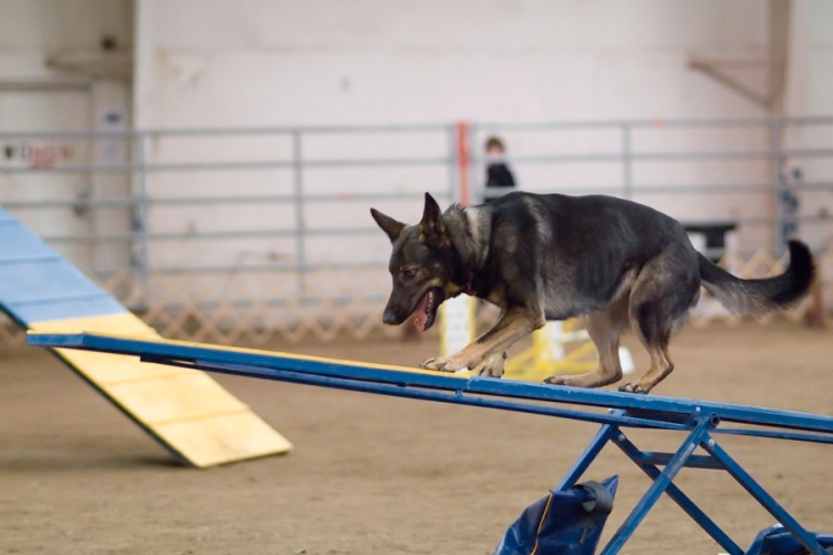 U Banjaluci osnovan novi Klub sportske kinologije: "Rufus" želi vratiti slavu kinologiji


