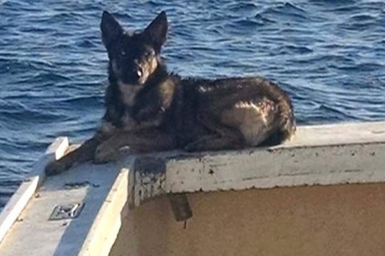 Poslije pet nedjelja plivanja pas stigao do obale
