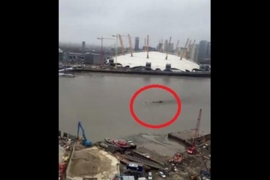 Snimak misterioznog bića uznemirio građane Londona (VIDEO)