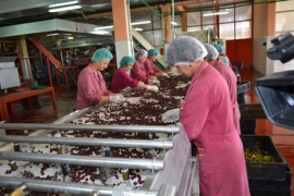 Bosnaplod kupuje opremu vrijednu 5 miliona maraka