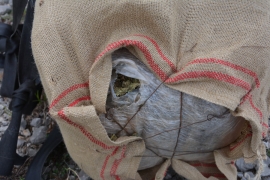 Trebinje: Spriječeno krijumčarenje 52 kilograma marihuane