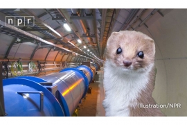 Uljez u CERN-u: Lasica izazvala prekid struje u postrojenju  