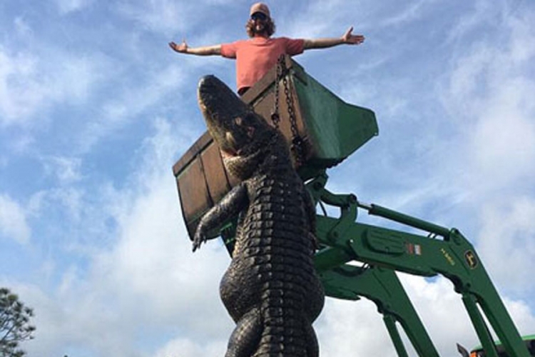 Uhvatili aligatora teškog 360 kg, jeo krave farmerima