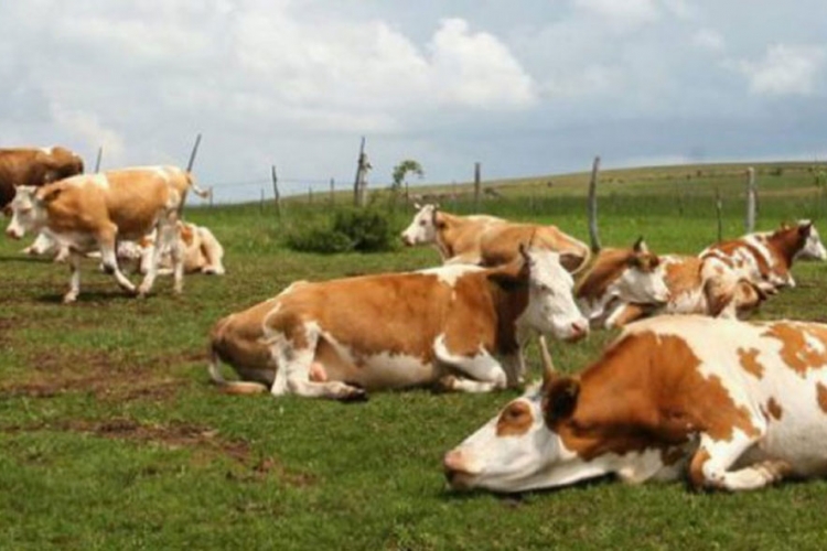 Za razvoj ruralnog preduzetništva FBiH 5,35 miliona dolara