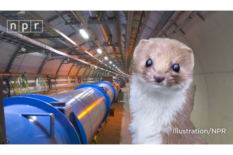 Uljez u CERN-u: Lasica izazvala prekid struje u postrojenju  