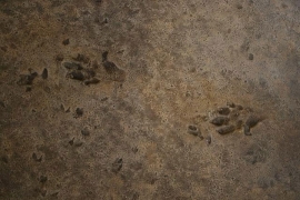 U Španiji pronađen trag dinosaurusa star 230 miliona godina