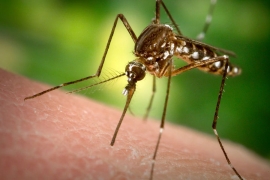 SZO: Zika virus uskoro bi se mogao proširiti na Evropu