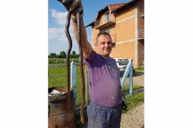Laktaši: U dvorištu ubio zmiju od dva metra