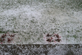Nevrijeme sa gradom u Nišu