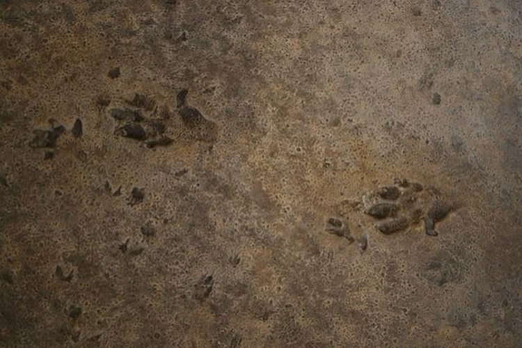U Španiji pronađen trag dinosaurusa star 230 miliona godina