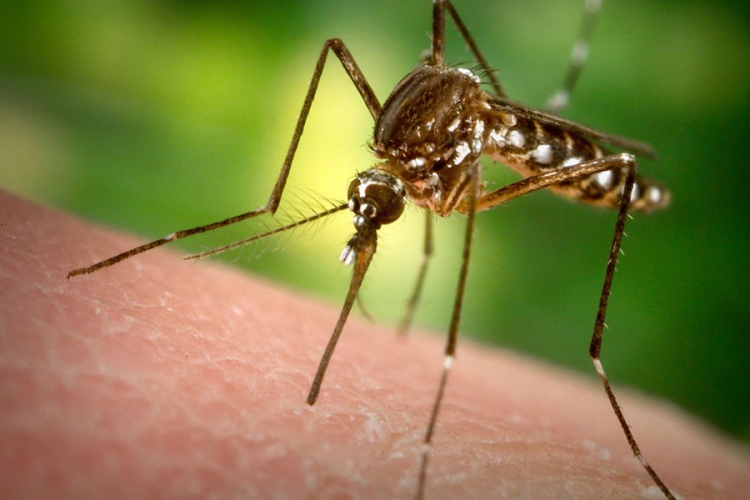 SZO: Zika virus uskoro bi se mogao proširiti na Evropu