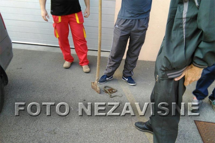 Ubijena zmija u centru Banjaluke (FOTO)