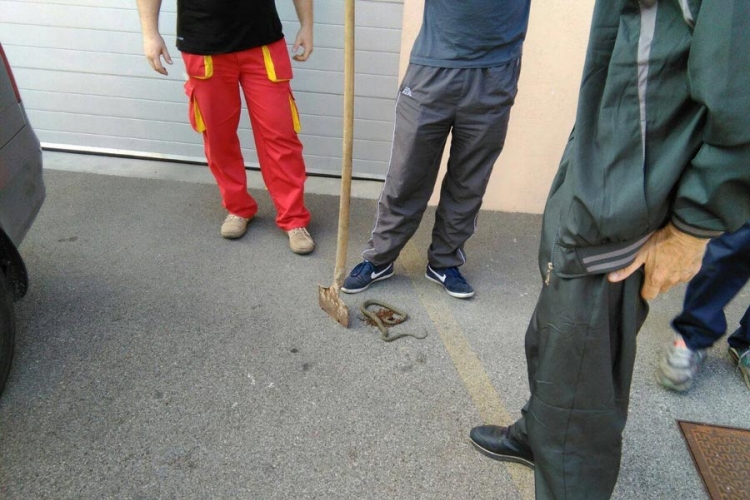 Zmije okupirale Banjaluku (FOTO)