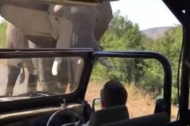 Slon napao vozilo u kojem je bio Švarceneger (VIDEO)