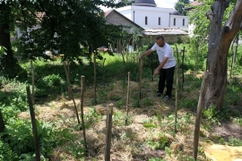 Projekat gradskih bašta: Građanima parcele za uzgoj povrća