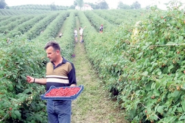 Počela berba i otkup malina