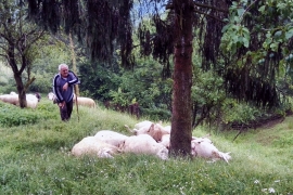 Milići: Grom ubio devet ovaca