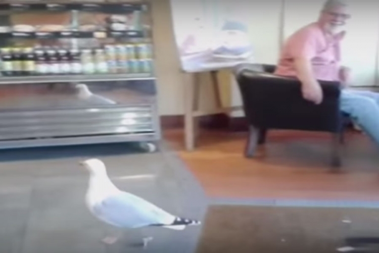 Lukavi galeb ušao u prodavnicu da nabavi sebi hranu (VIDEO)