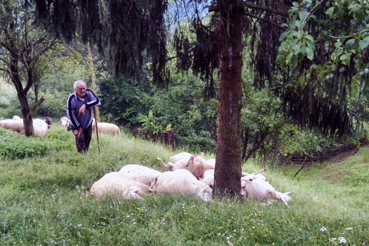 Milići: Grom ubio devet ovaca