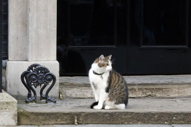 Prvi mačak Velike Britanije bez komentara na Brexit (FOTO)