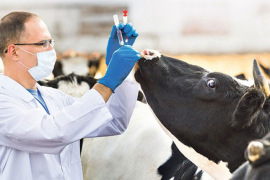 USK pred epidemijom bruceloze


