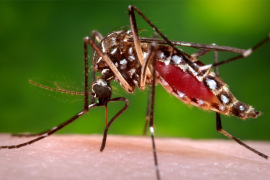 Zika komarci stigli i u SAD
