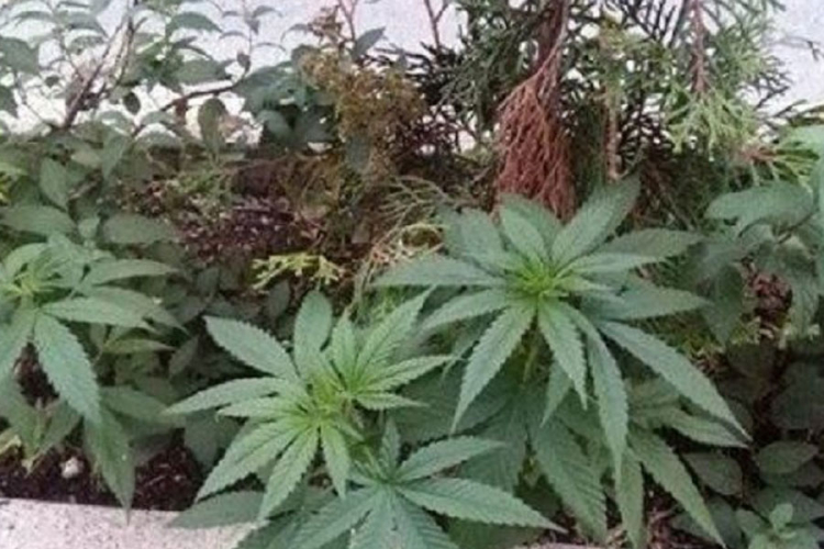 Marihuana u centru Banjaluke? (FOTO)