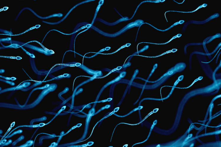 Zika virus preživio 93 dana u spermi