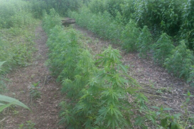 Srbac: Uhapšen zbog indijske konoplje, policija ga dočekala na plantaži
