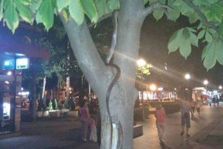 Zmija u centru Banjaluke (FOTO)