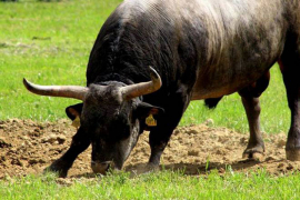 Bik ubo stočara u stomak