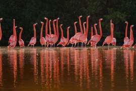 Zašto su flamingosi ružičaste boje?
