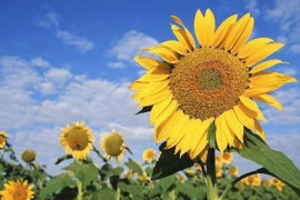 Naučnici konačno otkrili zašto suncokreti prate Sunce
