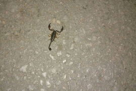 Banjaluka: Na Kastelu se pojavile škorpije (FOTO, VIDEO)