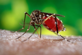 Prvi slučajevi zika virusa u Poljskoj