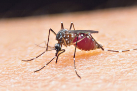 Virus Zapadnog Nila u Veterniku kod Novog Sada